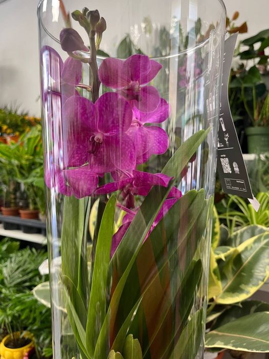 Ванда орхідея, Vanda