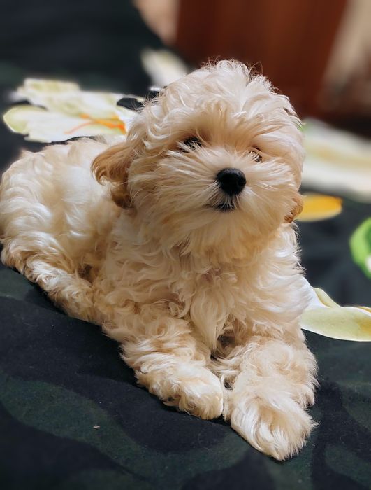 Девочка мальтипу ф1.