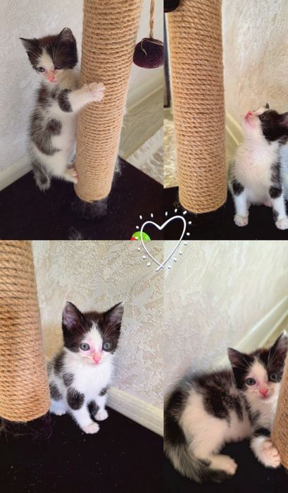 Кошеня 1,5 міс. хлопчик