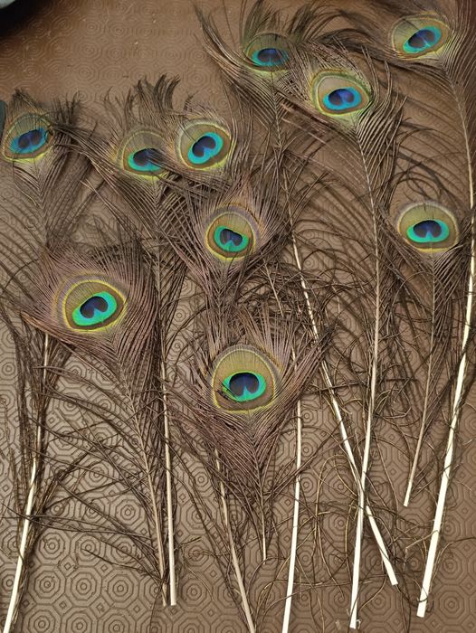10 penas de pavão várias alturas, perfeitas para decoração em jarra