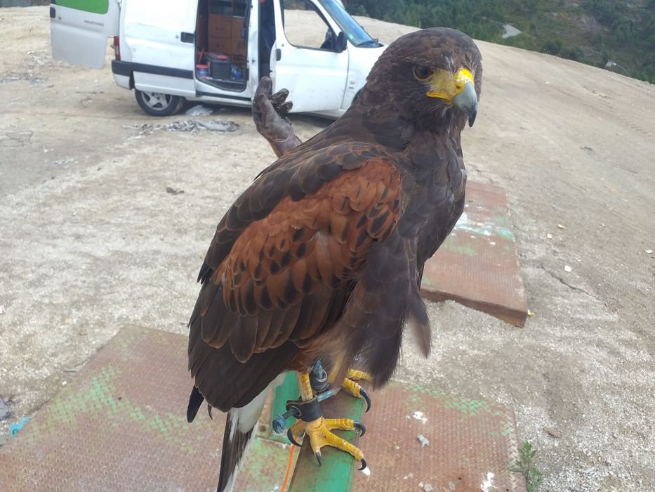 Aves para falcoaria