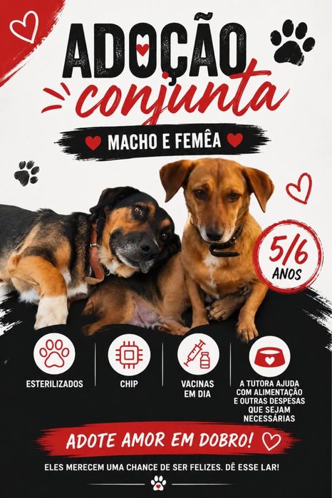 Macho e fêmea para adoção conjunta