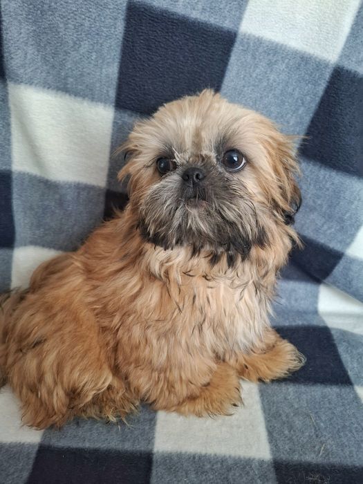 Щенки ши-тцу Харьков