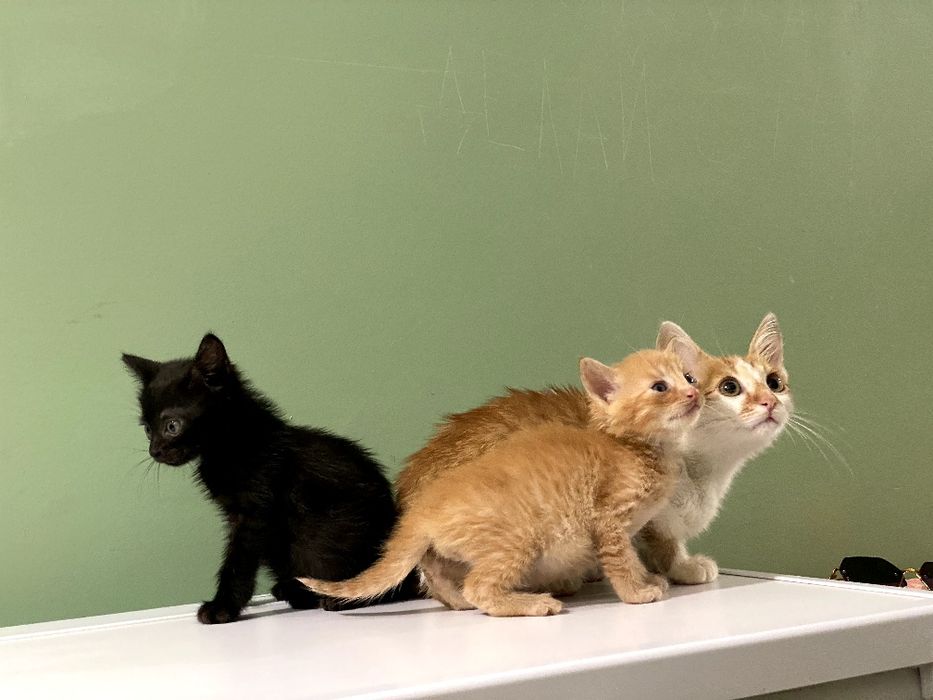 Маленькі кошенята в руки