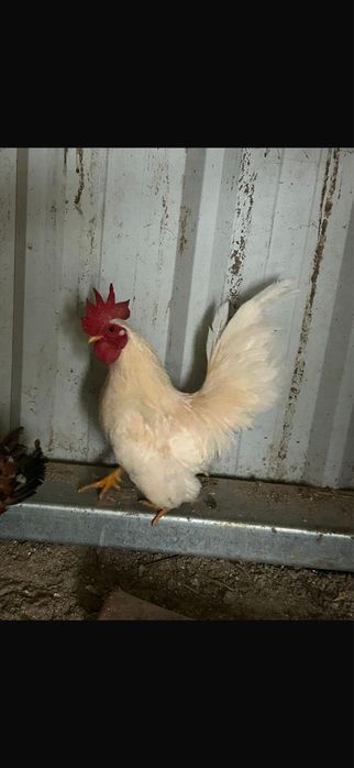 Galinhas seramas