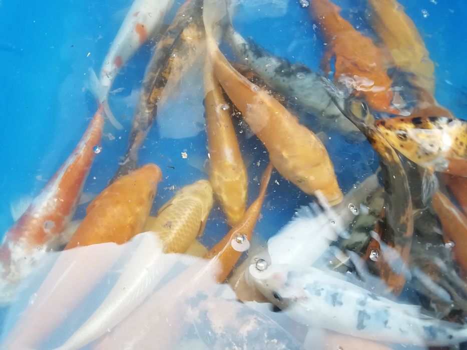 Karp koi od 7 do 40 cm