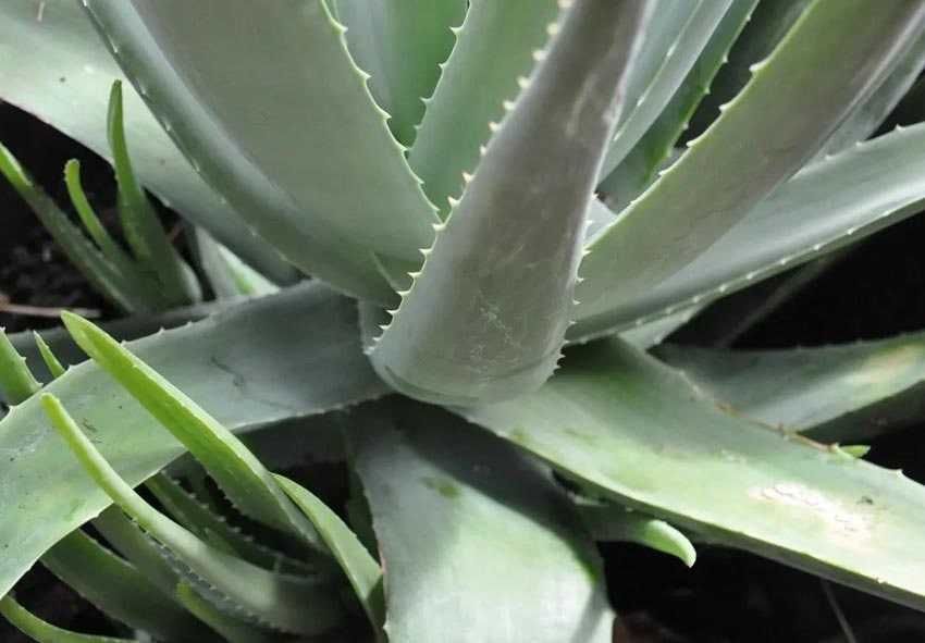 Віддам в дар Алоє Вєра Столітник лікарський