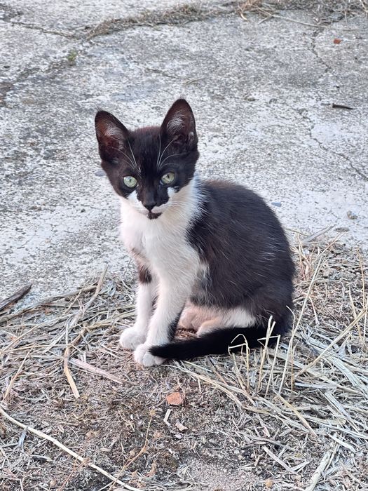 Gatinhos para adopção - procuram nova familia :)