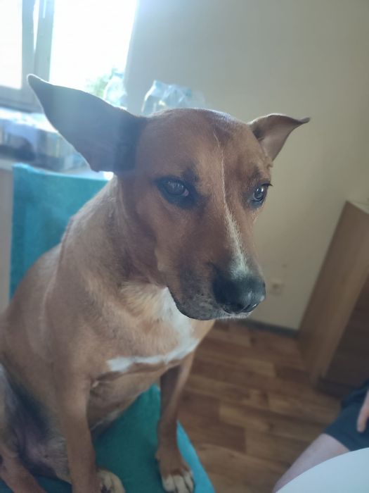 Piesek do adopcji