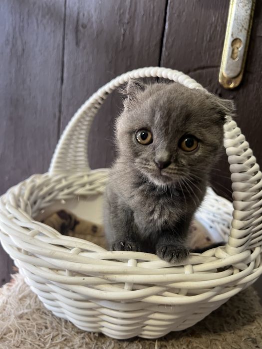Кошенята весловухі
