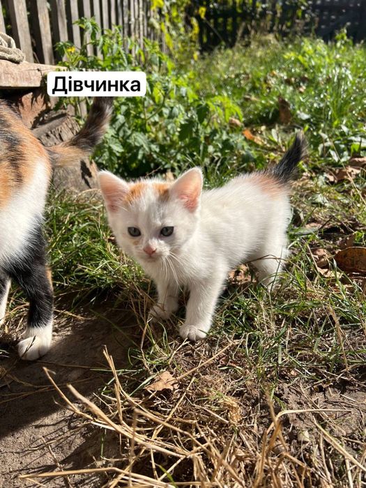 Віддамо кошенят у добрі руки!