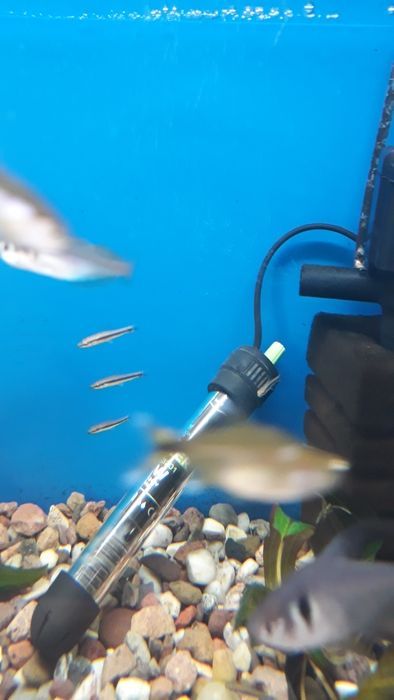 Kosiarka rybka na glony