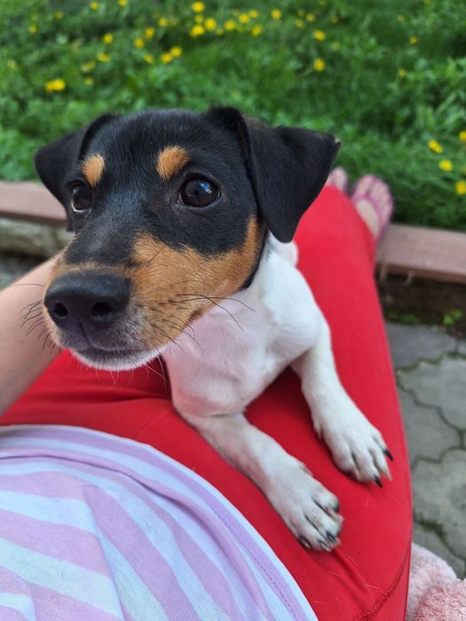 Продам хлопчика Джек Рассел тер'єр