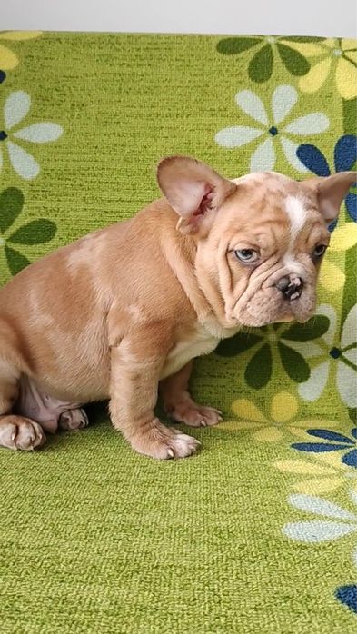 Bulldog francês macho  metle exirico