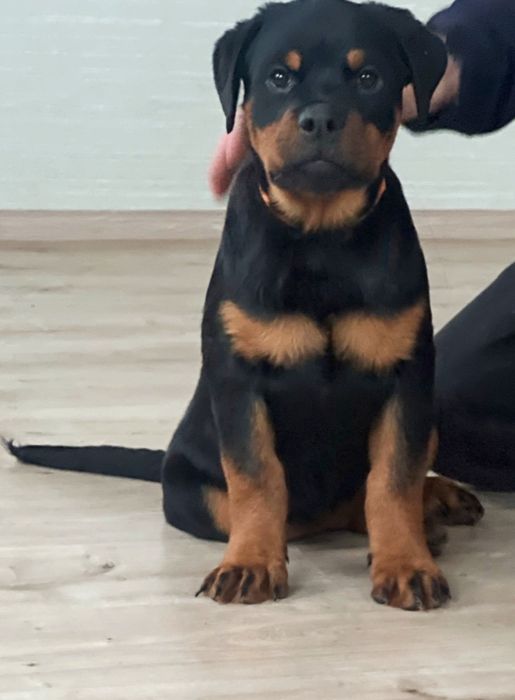 Малеча від пари Інтерчемпіонів.