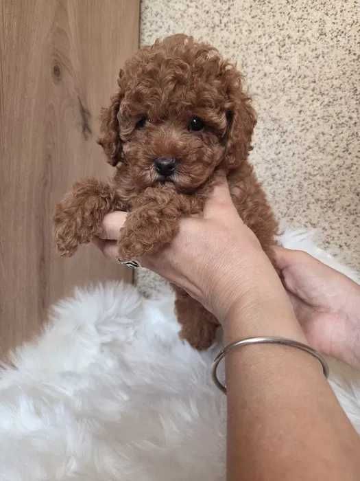 Poodle red disponível