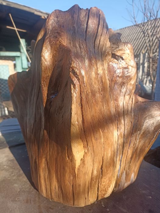 Корінь дуба лакований