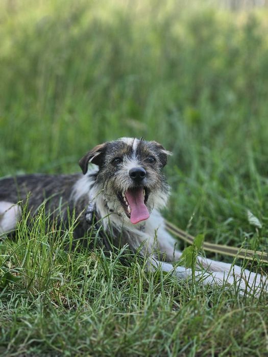 Malutka, młodziutka Brukselka szuka swojego człowieka !