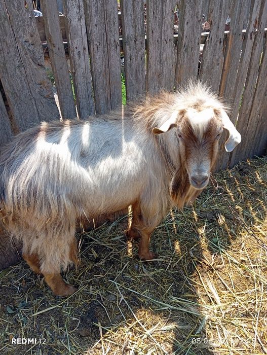 Козел на продажу