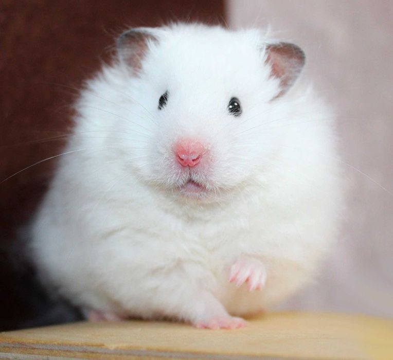 Королевские ангорские хомячки, белоснежного окраса, хомячата, хомяки