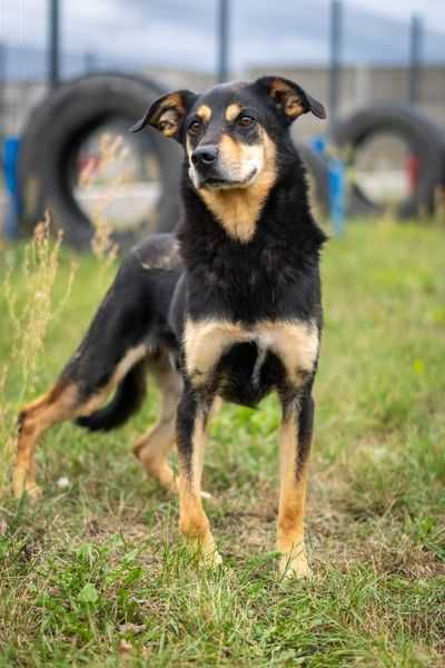 Wrażliwy Fox szuka cierpliwego domku