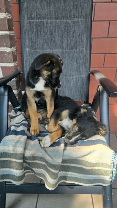 Przekochane szczeniaki, do adopcji razem lub osobno