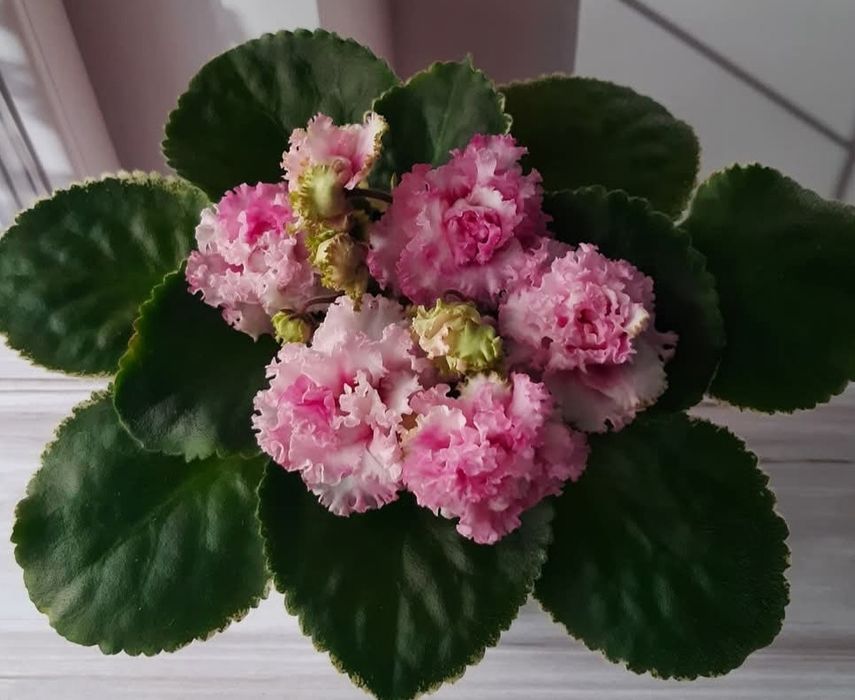 Продам молодые кустики фиалки