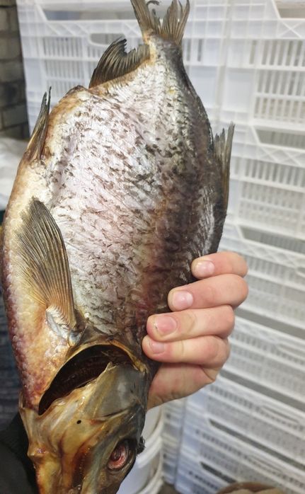 Плотва крупна з ікрою. Сушена Тарань Лящь Окунь