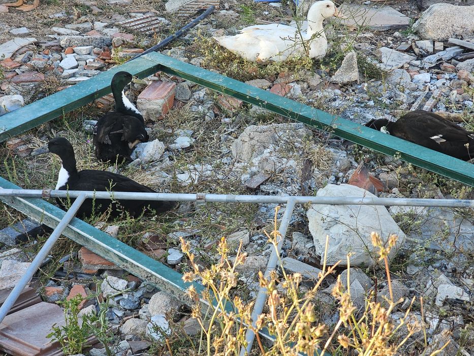 Galinhas patos e gansos