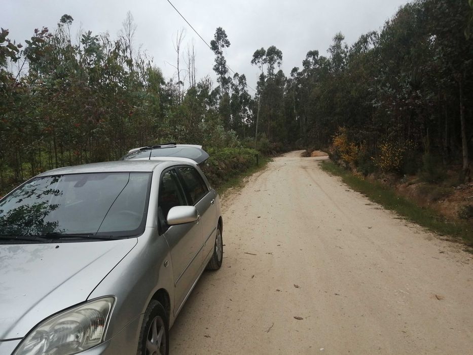 Terreno florestal com boa localização em Nelas