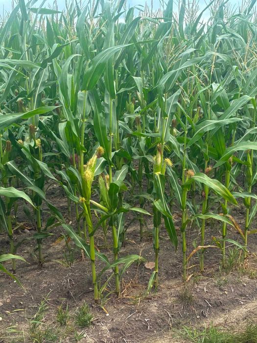 Kukurydza na kiszonkę lub ziarno