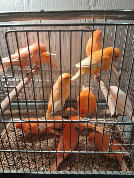 Kanarki czerwone samice 2025r