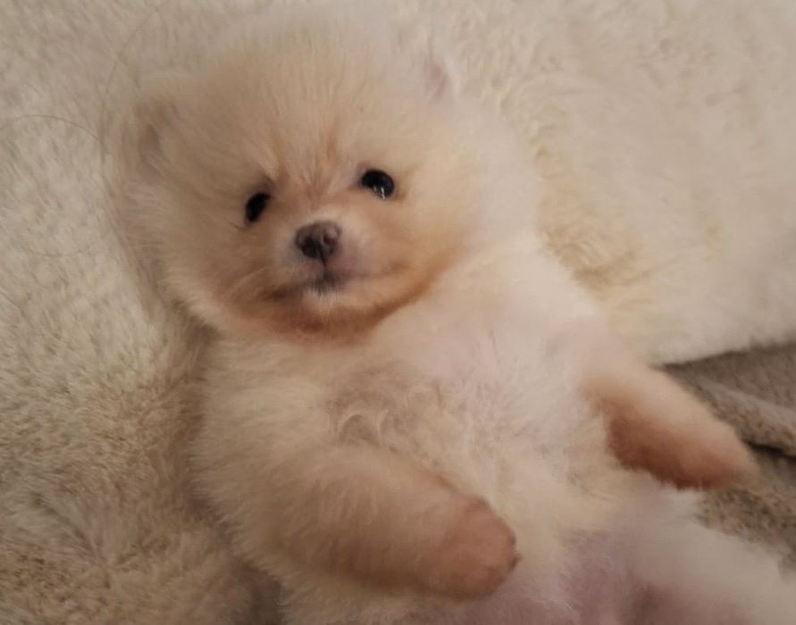 Pomeranian / szpic miniaturowy