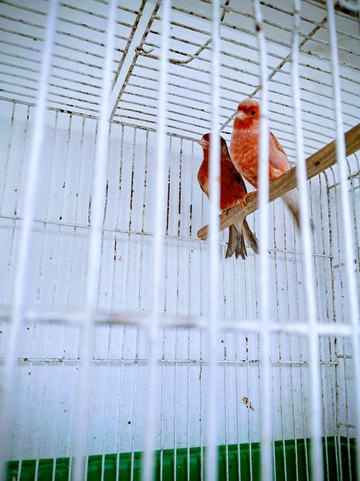 Tenho 2 machos frizados do norte e 2 agatas um vermelho e um opalino