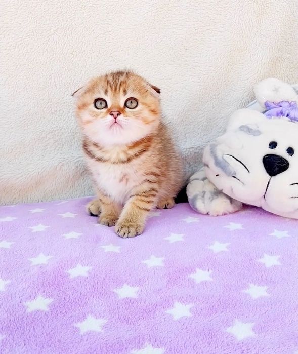 Скоттиш фолд мальчик шотландик вислоушка