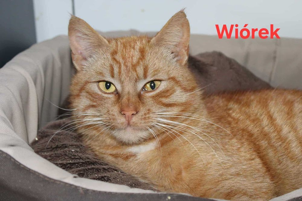 Kociaki z FIV/FELV szukają domów