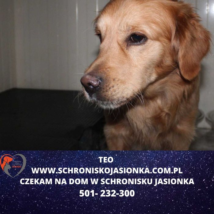 Teo do adopcji – Schronisko Jasionka