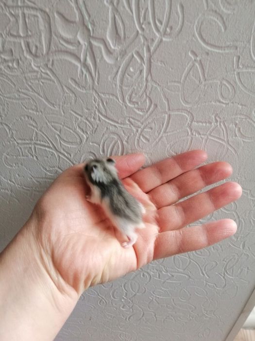 Малыши джунгарики. Домашнего разведения. Площадь Шевченка