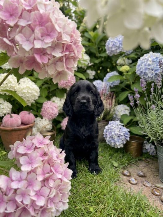 Cocker Spaniel Angielski - piesek/rodowód