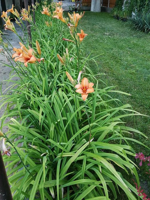 Liliowiec rdzawy (Hemerocallis fulva) duże karpy 35 cm
