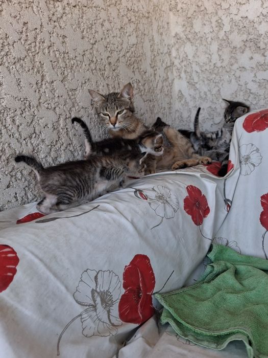 Gatos bebés para adoção