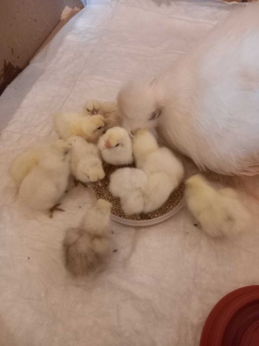 Китайська шовковиста