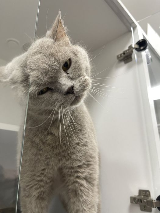 Котик Браян в добрі руки