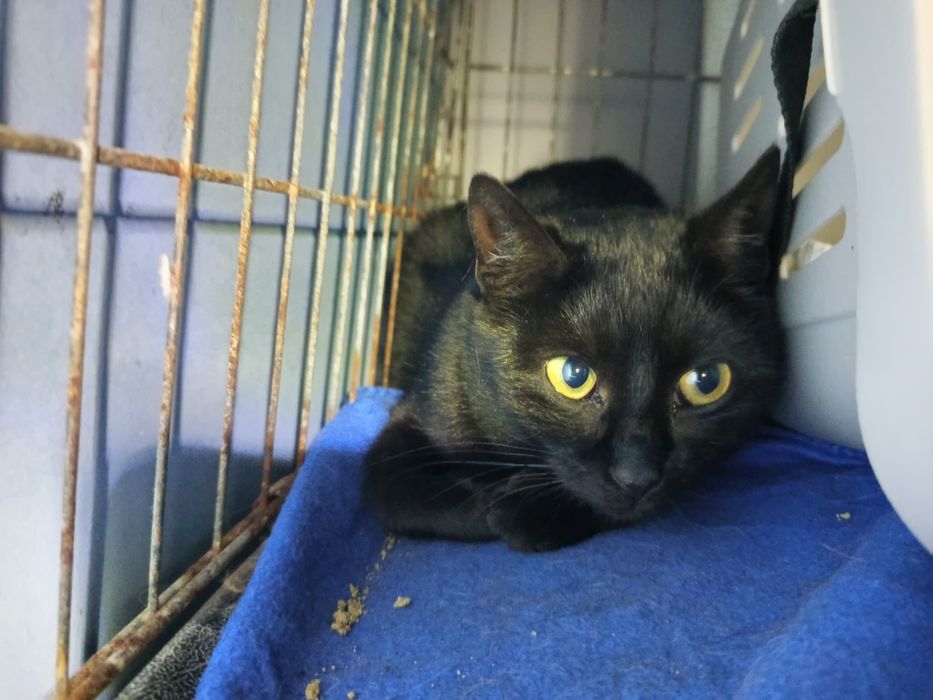 Czy przez kolor futerka nie ma szans na adopcje?