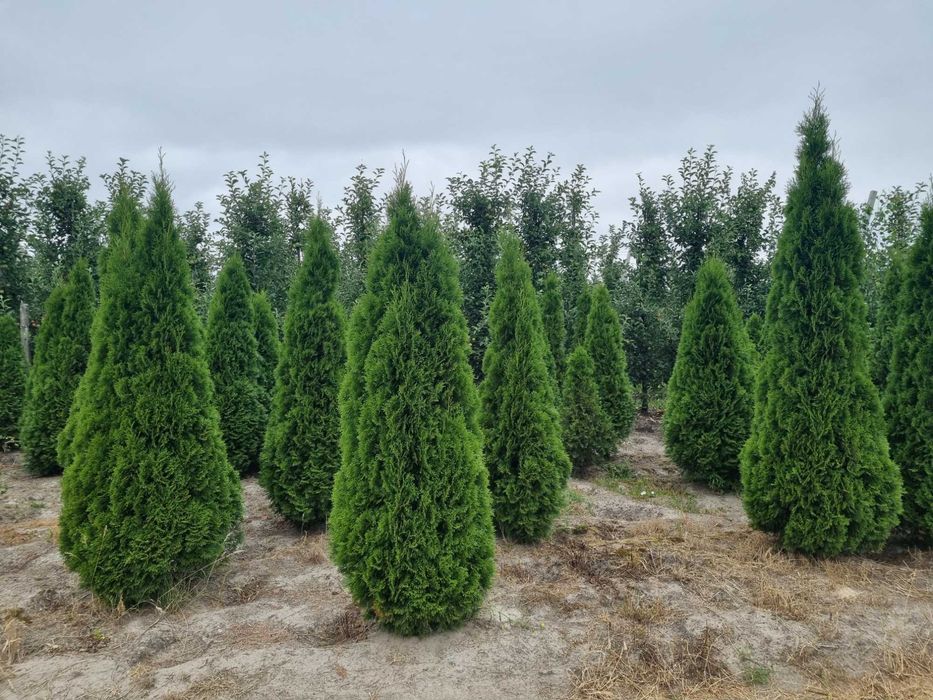 Tuja szmaragd 250 cm, żywotnik zachodni ,,smaragd", Thuja occidentalis