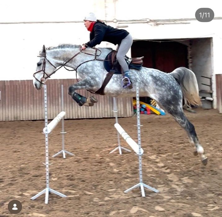 Nefryta Klacz skokowa