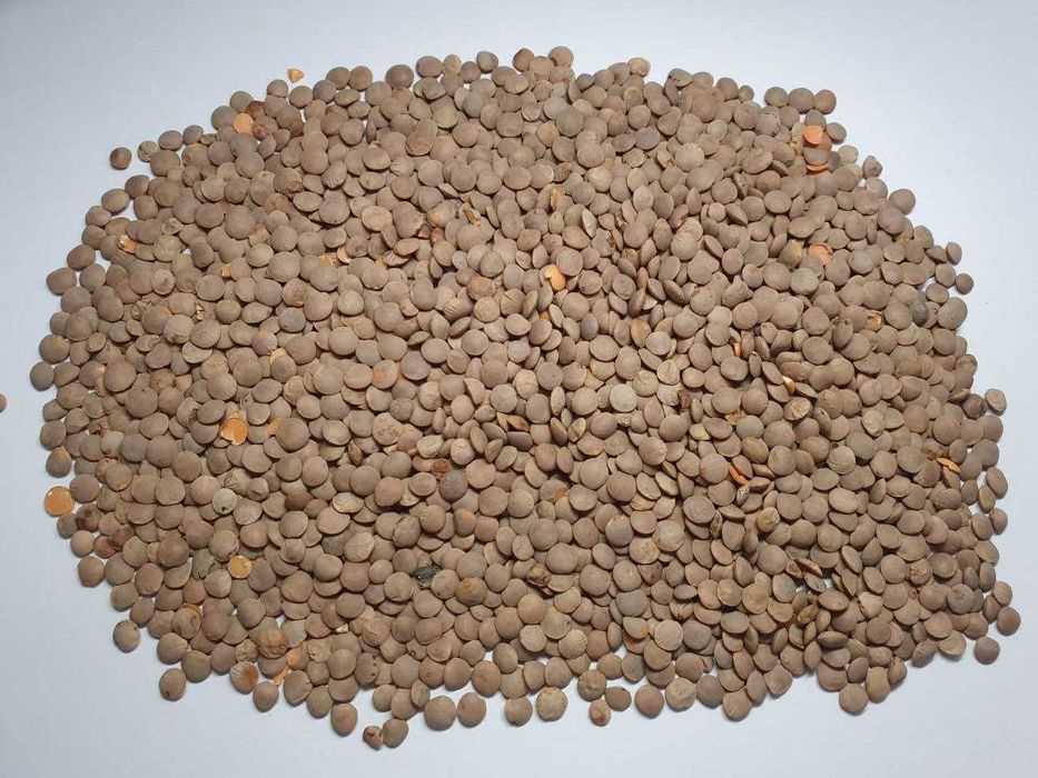 Продаю насіння сочевиці червоної