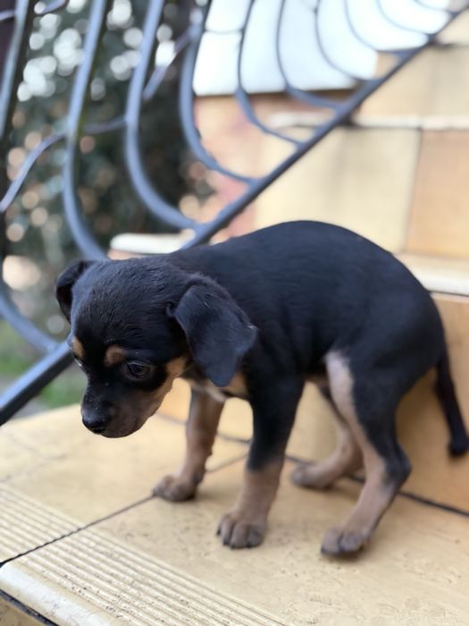 Oddam pieski za darmo