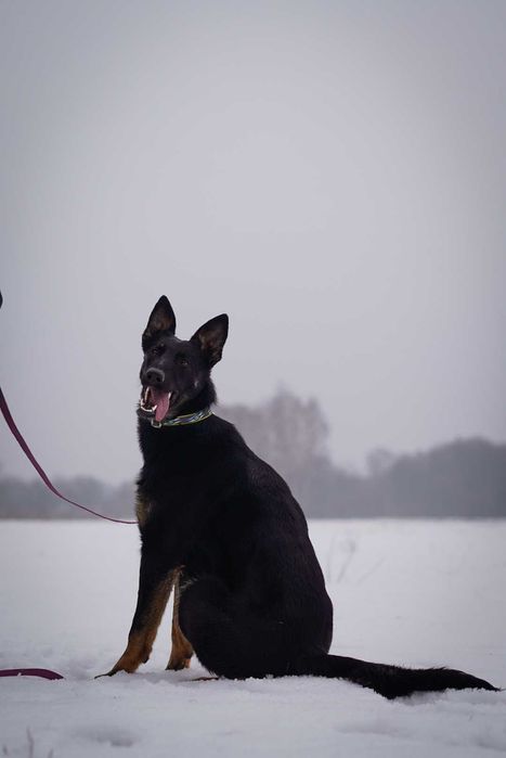 Młodziutka, niespełna roczna Lea w typie owczarka szuka pilnie domu!