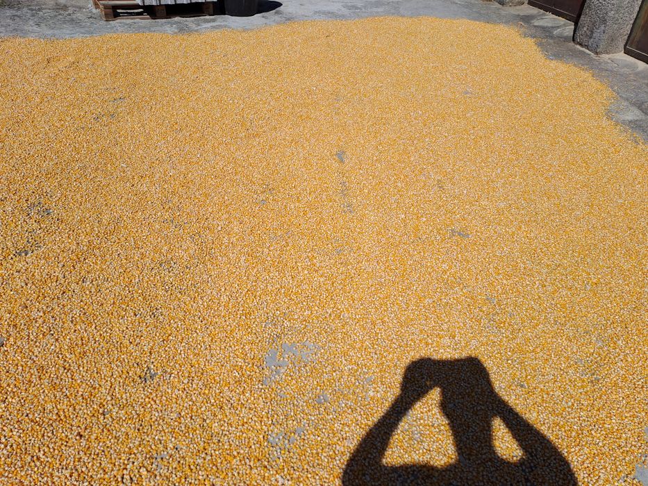 Milho caseiro  miudo